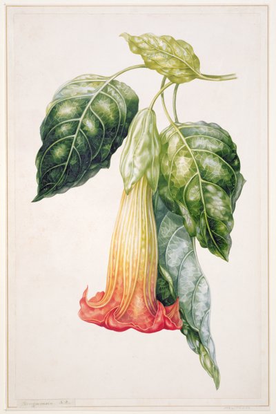 Thorn Apple flower from Ecuador, Datura rosei by Augusta Innes Withers